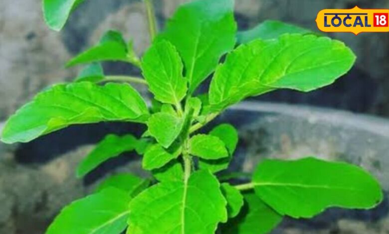 Tulsi Leaves Benefits: बदलते मौसम में फौलादी बनेगी इम्यूनिटी, बस इस तरीके से करें तुलसी के काढ़े का सेवन