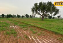 अलवर-खैरथल में बरसी राहत, बारिश बनी किसानों के लिए अमृत; बाजरा-कपास की फसलें लहलहाईं