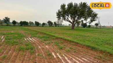 अलवर-खैरथल में बरसी राहत, बारिश बनी किसानों के लिए अमृत; बाजरा-कपास की फसलें लहलहाईं