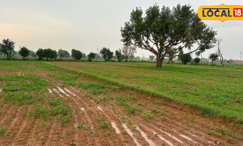 अलवर-खैरथल में बरसी राहत, बारिश बनी किसानों के लिए अमृत; बाजरा-कपास की फसलें लहलहाईं