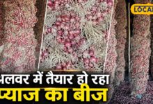 अलवर प्याज बीज मंडी | Alwar Onion Seed Business Price News