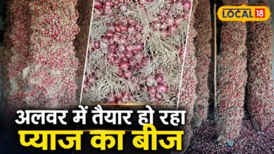 अलवर प्याज बीज मंडी | Alwar Onion Seed Business Price News