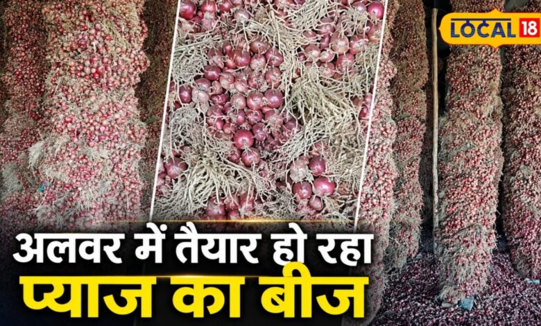 अलवर प्याज बीज मंडी | Alwar Onion Seed Business Price News