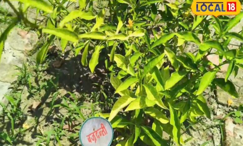 इस दातून से एक महीने के अंदर ठीक होंगी दांत से जुड़ी बीमारियां, श्रीकांत बेचते हैं 100 रुपये किलो
