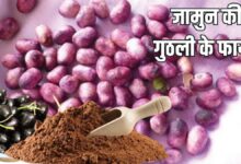 जामुन खाकर न करें गुठली को फेंकने की गलती, इन 5 बीमारियों में मददगार