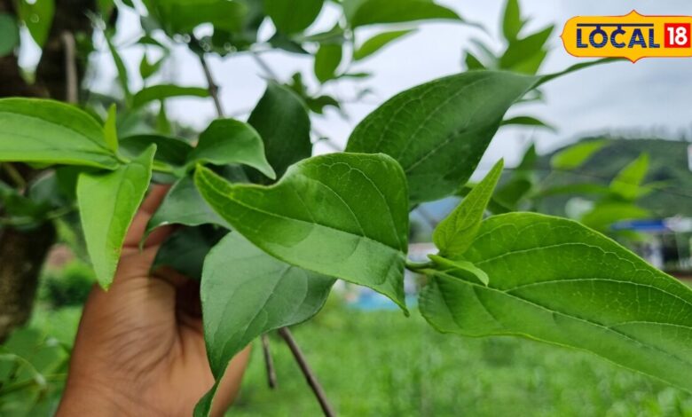 जोड़ों का दर्द, सूजन हो या गठिया...पारिजात की चाय दिलाएगी राहत, एक्सपर्ट से जानिए इस औषधि की ताकत