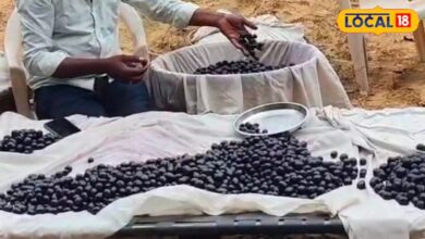 डायबिटीज से इम्यूनिटी तक रामबाण हैं पुष्कर के जामुन, गुजरात-हरियाणा तक पहुंची जबरदस्त डिमांड
