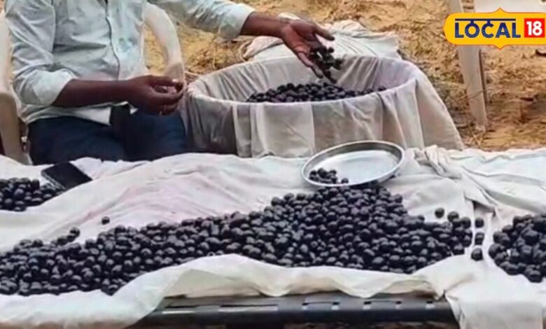 डायबिटीज से इम्यूनिटी तक रामबाण हैं पुष्कर के जामुन, गुजरात-हरियाणा तक पहुंची जबरदस्त डिमांड