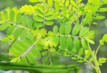 नाम भूमि आंवला लेकिन है घास, साक्षात अमृत वाला गुणों से भरा हुआ, लिवर की बीमारी का रामबाण इलाज