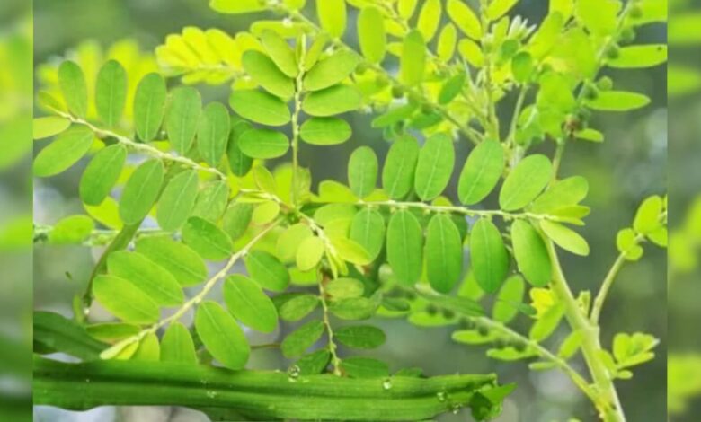 नाम भूमि आंवला लेकिन है घास, साक्षात अमृत वाला गुणों से भरा हुआ, लिवर की बीमारी का रामबाण इलाज