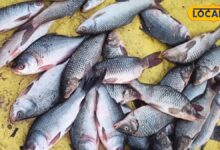 मछली खाना है तो पहले जान लें ये बात! हर Fish से नहीं मिलता फायदा, कुछ पहुंचा सकती हैं नुकसान