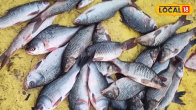 मछली खाना है तो पहले जान लें ये बात! हर Fish से नहीं मिलता फायदा, कुछ पहुंचा सकती हैं नुकसान