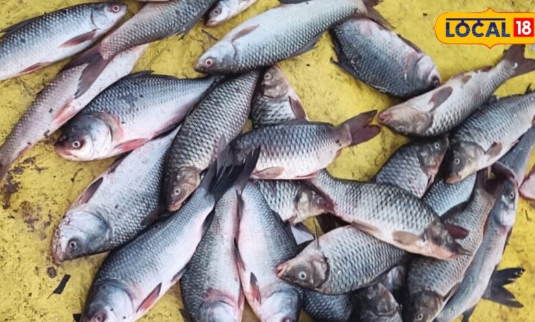 मछली खाना है तो पहले जान लें ये बात! हर Fish से नहीं मिलता फायदा, कुछ पहुंचा सकती हैं नुकसान