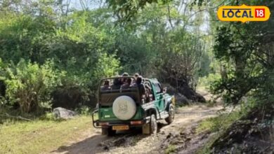 माउंट आबू घूमने जा रहे हैं? इस जंगल सफारी के बिना आपकी ट्रिप रहेगी अधूरी, किस्मत अच्छी हुई तो दिख जाएगा तेंदुआ!