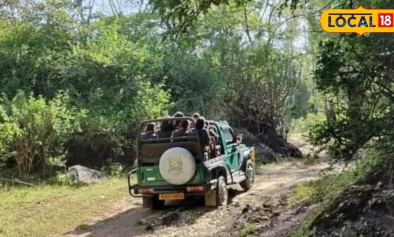 माउंट आबू घूमने जा रहे हैं? इस जंगल सफारी के बिना आपकी ट्रिप रहेगी अधूरी, किस्मत अच्छी हुई तो दिख जाएगा तेंदुआ!