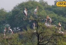 रेगिस्तान में प्रकृति का चमत्कार! नागौर के वेटलैंड्स बने हजारों पक्षियों का नया आशियाना, देखकर रह जाएंगे हैरान