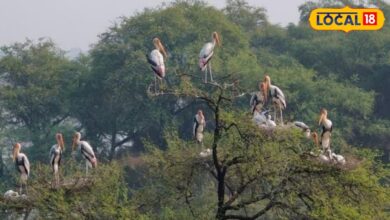 रेगिस्तान में प्रकृति का चमत्कार! नागौर के वेटलैंड्स बने हजारों पक्षियों का नया आशियाना, देखकर रह जाएंगे हैरान