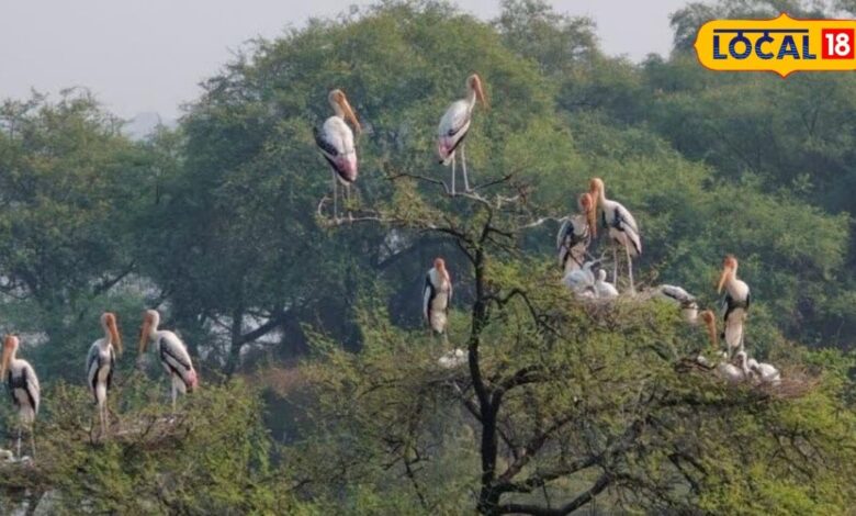 रेगिस्तान में प्रकृति का चमत्कार! नागौर के वेटलैंड्स बने हजारों पक्षियों का नया आशियाना, देखकर रह जाएंगे हैरान