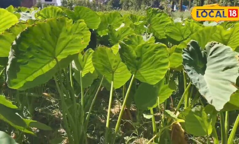 लखीमपुरः एक बीघा में 20 हजार की लागत, 100000 की कमाई, अरबी की खेती से बदल रही आसिफ की किस्मत, जाने सही विधि