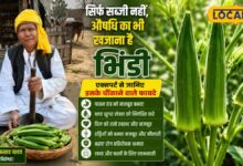 सिर्फ सब्जी नहीं, औषधि का भी खजाना है भिंडी, एक्सपर्ट से जानिए इसके चौंकाने वाले फायदे