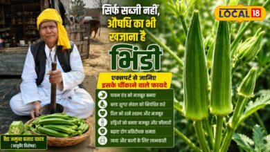 सिर्फ सब्जी नहीं, औषधि का भी खजाना है भिंडी, एक्सपर्ट से जानिए इसके चौंकाने वाले फायदे