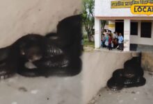 स्कूल की मेज के नीचे बैठा था 8 फीट लंबा कोबरा, दरवाजा खुलते ही उड़ गए होश