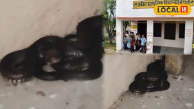 स्कूल की मेज के नीचे बैठा था 8 फीट लंबा कोबरा, दरवाजा खुलते ही उड़ गए होश