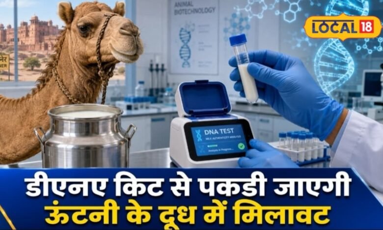 Bikaner News: ऊंटनी के दूध में गाय-भैंस की मिलावट अब पकड़ेगी DNA किट, राजस्थान वेटरनरी यूनिवर्सिटी को पेटेंट