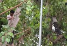 Alwar: डॉक्टर के थप्पड़ से आहत युवक पेड़ पर चढ़ा, फंदा लगाकर बैठा; मचा हड़कंप