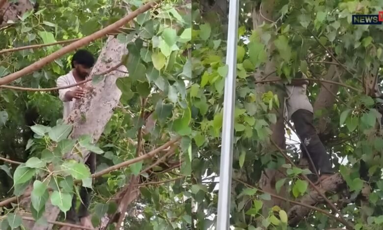 Alwar: डॉक्टर के थप्पड़ से आहत युवक पेड़ पर चढ़ा, फंदा लगाकर बैठा; मचा हड़कंप