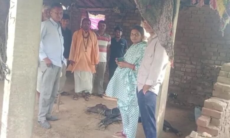 Jaipur News: दो साल से जारी पैंथर की आवाजाही, अब घर के बाड़े में घुसकर किया पशु का शिकार