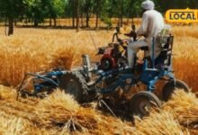 Agriculture News I karauli news I किसानों के लिए ‘कटाई एक्सप्रेस’ बनी रिपर मशीन, 30 मिनट में एक बीघा फसल