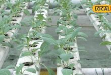 Agriculture News I sikar news I जमीन नहीं, मिट्टी नहीं... सिर्फ 80 वर्गफीट में तैयार होगा रोजाना 60 किलो हरा चारा