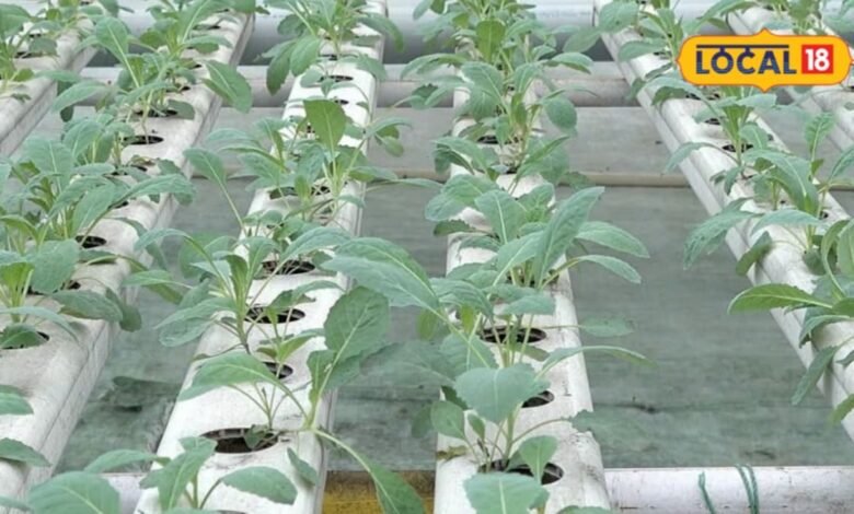 Agriculture News I sikar news I जमीन नहीं, मिट्टी नहीं... सिर्फ 80 वर्गफीट में तैयार होगा रोजाना 60 किलो हरा चारा