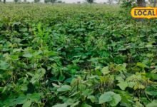 Agriculture News I sikar news I मूंग-मोठ की फसल में रोग का खतरा बढ़ा, समय रहते करें ये 5 जरूरी उपाय
