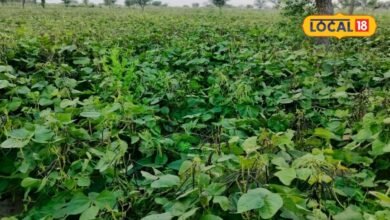 Agriculture News I sikar news I मूंग-मोठ की फसल में रोग का खतरा बढ़ा, समय रहते करें ये 5 जरूरी उपाय