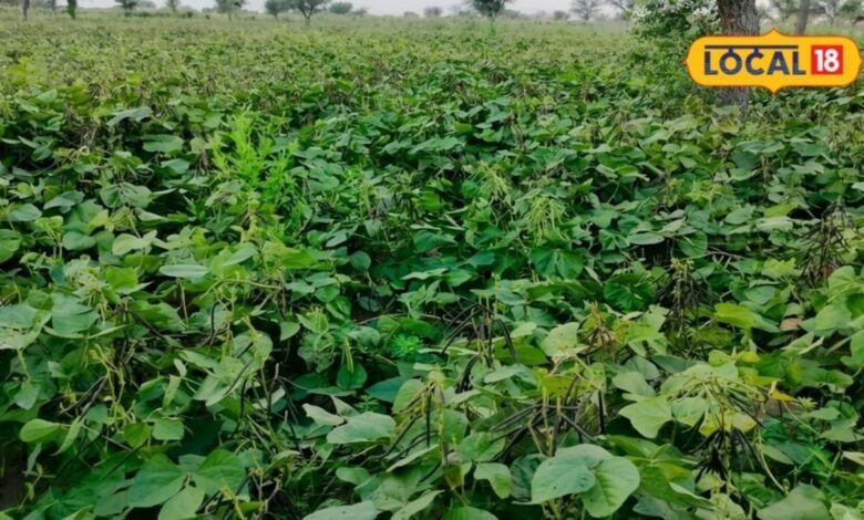 Agriculture News I sikar news I मूंग-मोठ की फसल में रोग का खतरा बढ़ा, समय रहते करें ये 5 जरूरी उपाय