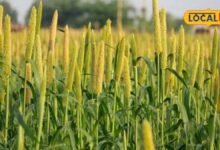 Agriculture News I जोधपुर में खरीफ फसल बीमा शुरू, 16 अगस्त तक करा सकेंगे किसान बीमा