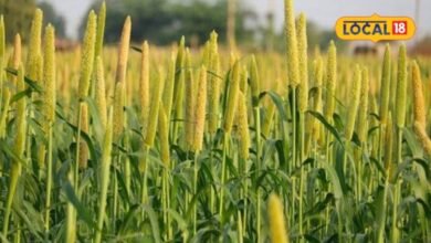 Agriculture News I जोधपुर में खरीफ फसल बीमा शुरू, 16 अगस्त तक करा सकेंगे किसान बीमा