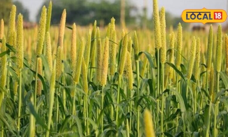 Agriculture News I जोधपुर में खरीफ फसल बीमा शुरू, 16 अगस्त तक करा सकेंगे किसान बीमा