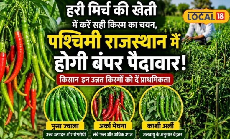 Agriculture News I हरी मिर्च की खेती में सिर्फ खाद-पानी नहीं, किस्म का चुनाव भी तय करेगा किसानों का मुनाफा
