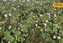 Agriculture News: कपास की फसल में फूल गिर रहे हैं? ये तरीका अपनाएंगे तो तुरंत दिखेगा असर