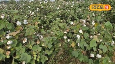 Agriculture News: कपास की फसल में फूल गिर रहे हैं? ये तरीका अपनाएंगे तो तुरंत दिखेगा असर