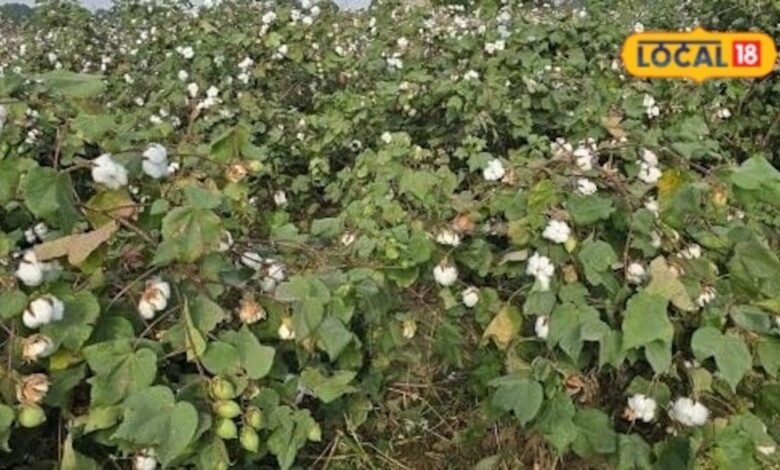 Agriculture News: कपास की फसल में फूल गिर रहे हैं? ये तरीका अपनाएंगे तो तुरंत दिखेगा असर