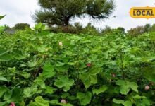 Agriculture News: गुलाबी सुंडी और बढ़ती लागत ने छीनी 'सफेद सोना' की चमक, नागौर में आधी रह गई कपास की बुवाई