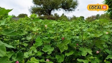 Agriculture News: गुलाबी सुंडी और बढ़ती लागत ने छीनी 'सफेद सोना' की चमक, नागौर में आधी रह गई कपास की बुवाई