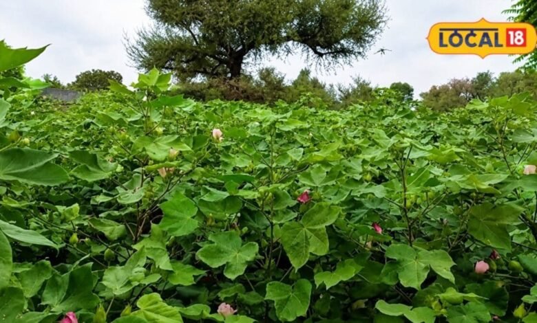 Agriculture News: गुलाबी सुंडी और बढ़ती लागत ने छीनी 'सफेद सोना' की चमक, नागौर में आधी रह गई कपास की बुवाई