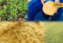 Agriculture Tips: खाने ही नहीं, मिट्टी की हेल्थ भी सुधारेंगे गुड़-बेसन, घर पर ऐसे बनाएं देसी फर्टिलाइजर