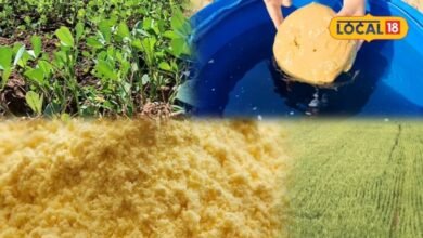 Agriculture Tips: खाने ही नहीं, मिट्टी की हेल्थ भी सुधारेंगे गुड़-बेसन, घर पर ऐसे बनाएं देसी फर्टिलाइजर
