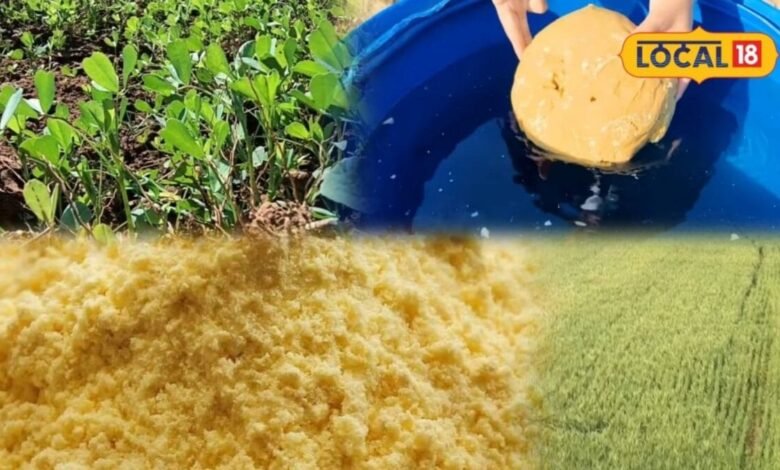 Agriculture Tips: खाने ही नहीं, मिट्टी की हेल्थ भी सुधारेंगे गुड़-बेसन, घर पर ऐसे बनाएं देसी फर्टिलाइजर